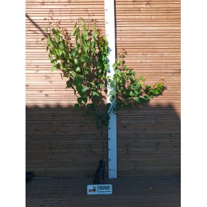 Саженец абрикоса в ассортименте