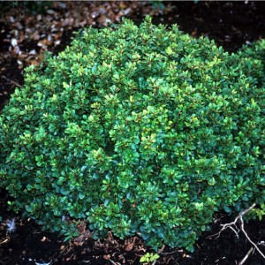 Саженец барбариса неплодоносящего Кобольд (Kobold)