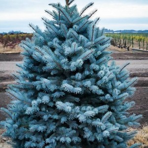 Саженец Ели колючей Глаука Мэджестик Блу  (Glauca Majestic Blue) (саженец до 25 см)