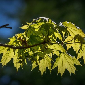 Саженец клёна Остролистного (20-40 см)