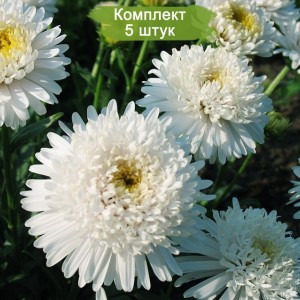 Саженцы астры альпийской Блонди (Blondie) -  комплект 5 шт.