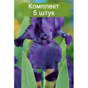 Саженцы ириса Найт Оул (Night Owl) -  комплект 5 шт.