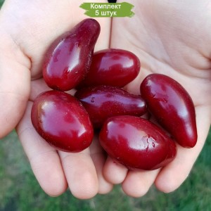 Саженцы кизила Владимирский-  комплект 5 шт.