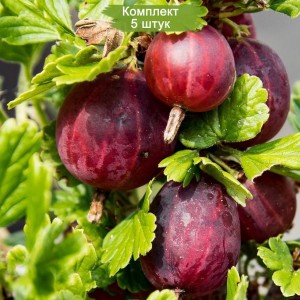 Саженцы крыжовника Русский -  комплект 5 шт.