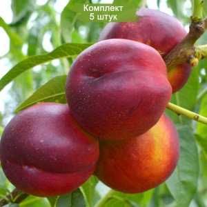 Саженцы нектарина Харко -  комплект 5 шт.