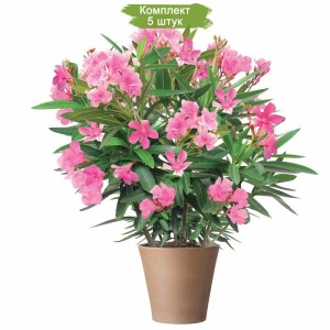 Комплект 5шт
 / Олеандр розовый Альбум