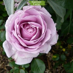 Саженцы шраб розы Ля Роз дю Пти Принс (La Rose du Petit Prince) -  комплект 5 шт.