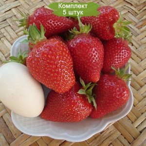 Саженцы земляники Альба (Ранняя) -  комплект 5 шт.