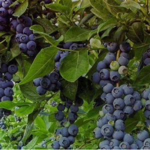 Саженец голубики Торо (Toro)