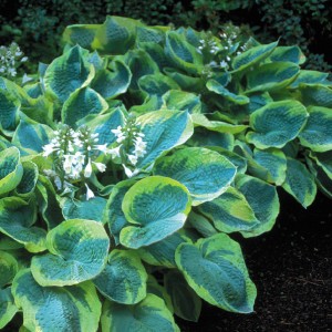 Саженец хосты Франц Вильямс (Frances Williams)