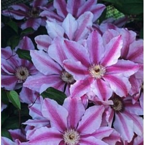 Саженец клематиса Малая Гарнет (Malaya Garnet)