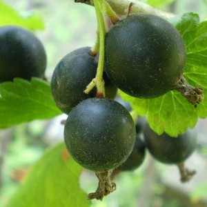 Саженец Йошты Йохини (Yohini)