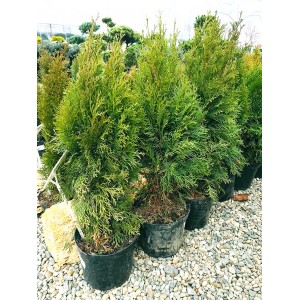 Саженец Тиу Смарагд 60-100 см