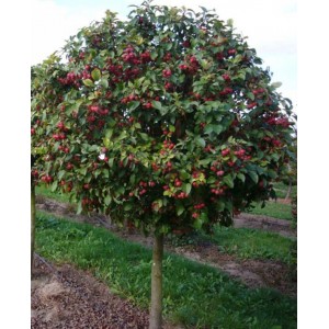 Саженец Яблони штамбовой Роял Бьюти (Royal Beauty)