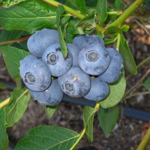 Саженец черники высокорослой Атлантис (Atlantis)