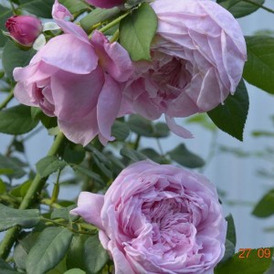 Саженец шраб розы Спирит оф Фридом (Spirit of Freedom)